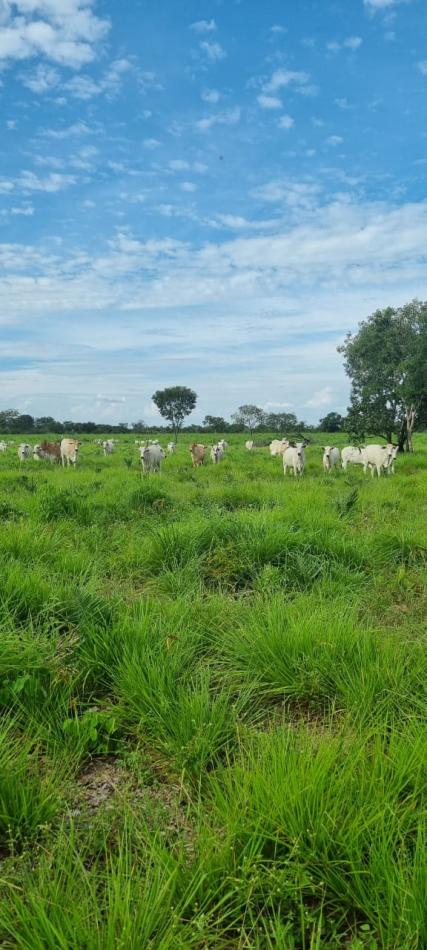 Vende-se Fazenda no Tocantins